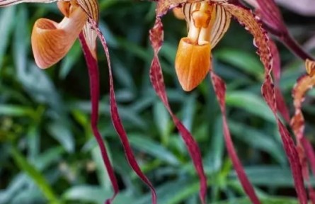 南北名蘭齊聚！首屆蘭花展在國家植物園和華南國家植物園聯(lián)袂舉辦