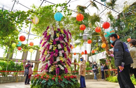 萬株蘭花慶佳節(jié)！國家植物園“元宵蘭花展”亮相