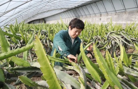 南果北種結(jié)碩果，北京順義市民吃上本土火龍果