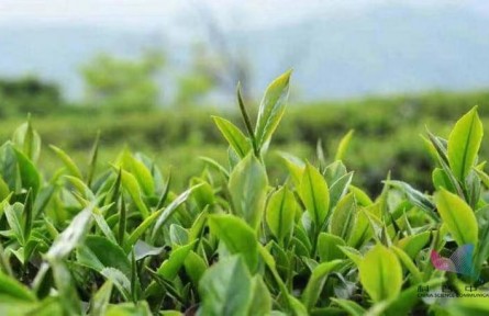 辟謠 | 綠茶寒紅茶暖？關(guān)于茶葉的8個(gè)誤區(qū)
