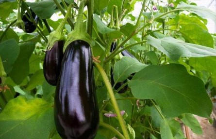 為什么早春茄子只開(kāi)花不結(jié)果？