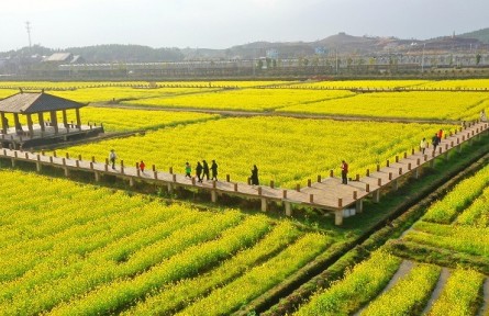 我國(guó)油菜籽生產(chǎn)與貿(mào)易知多少？