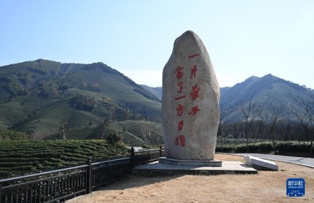 “共富茶”香，跨越2000公里的山海情緣——浙江安吉黃杜村與西部山鄉(xiāng)的共富之路