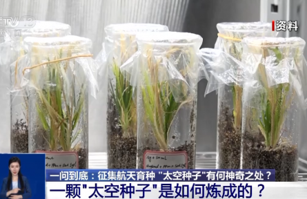 航天育種實驗如何開展？“上天入地”的“太空種子”這樣煉成