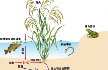 科普 | 濕地與農業(yè)的結合：水稻田