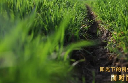 “新農(nóng)人”孫振中、魏巧夫婦：陽光下的創(chuàng)業(yè)