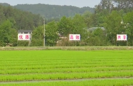 重慶：谷雨時節(jié) 新技術(shù)新機械助力大春生產(chǎn)