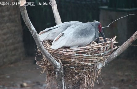 從陜西到山東，生活在黃河三角洲的朱鹮還好嗎？