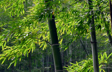 立夏：南國(guó)似暑北國(guó)春，綠秀江淮萬(wàn)木蔭
