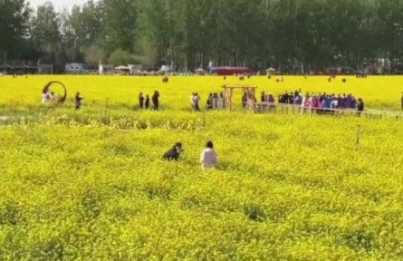 北京近郊面積最大，豐臺(tái)怪村200畝油菜花海綻放