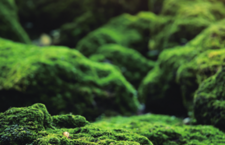 物種故事 | 苔蘚、地衣：各具特色的環(huán)境指示物種