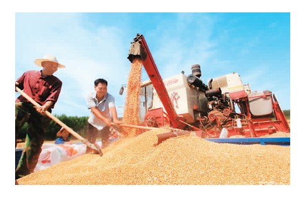 全國夏糧總產(chǎn)量達(dá)14613萬噸 穩(wěn)定全年糧食生產(chǎn)有了堅(jiān)實(shí)基礎(chǔ)