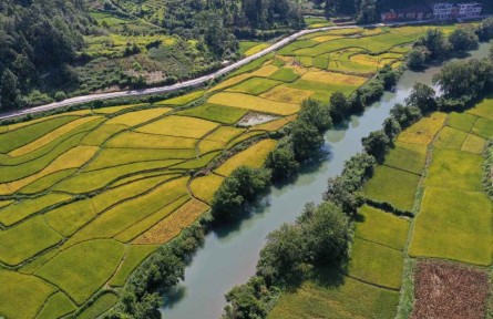 貴州黔南平塘：稻香魚(yú)肥收獲忙