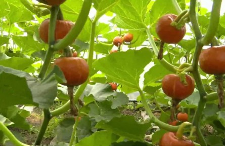 河北張家口崇禮區(qū)：網紅南瓜忙上市 特色農業(yè)促振興