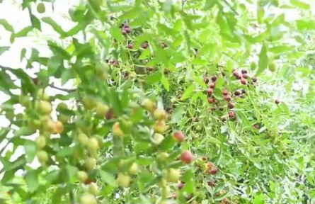 河北：特色產業(yè)助力鄉(xiāng)村振興