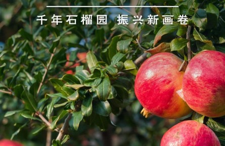 鑒往知來(lái)，跟著總書記學(xué)歷史 | 千年石榴園 振興新畫卷