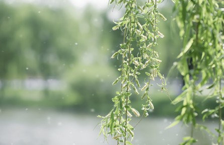 飛絮高發(fā)期如何遠(yuǎn)離“飛絮煩惱”？這些誤區(qū)請注意
