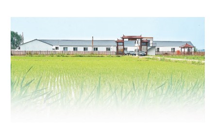 在吉林，105家科技小院正為鄉(xiāng)村振興助力——走進(jìn)黑土地深處