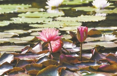 廣州云溪植物園開園，走進(jìn)保育1320種植物的“珍稀世界”