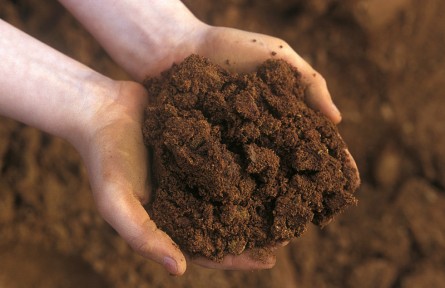 科技名詞|暗棕壤 dark brown forest soil，dark brown soil