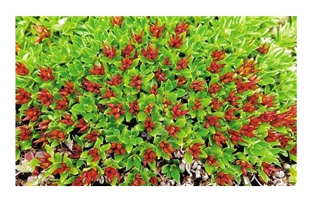 科普|植物如何在高原生長(zhǎng)？
