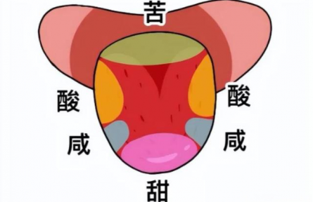 辟謠|“舌尖嘗甜，舌根嘗苦”？你以為的舌頭“味覺(jué)地圖”，其實(shí)是假的