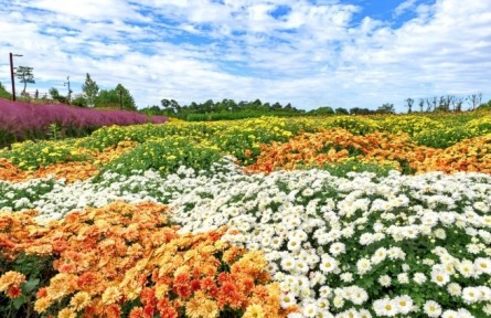 菊花，花中君子，可藥可食