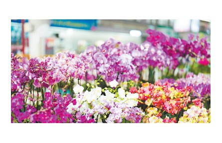 在華外國(guó)留學(xué)生走進(jìn)云南昆明花卉產(chǎn)業(yè)現(xiàn)代化示范園：對(duì)云南鮮花產(chǎn)業(yè)有了更加生動(dòng)的認(rèn)識(shí)