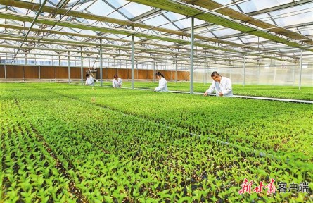 增速6.6%！甘肅農(nóng)業(yè)發(fā)展蹄疾步穩(wěn)