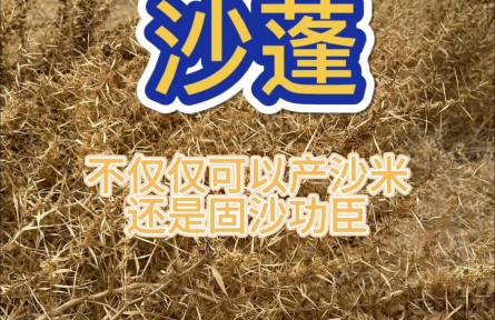 沙蓬，治理荒漠的好幫手，實(shí)地體驗(yàn)防風(fēng)固沙的效果