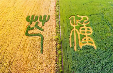 芒種：左手收麥浪，右手種希望