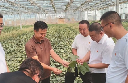 選調(diào)生何騰：做一根“紅薯藤”，去聽土地的心跳