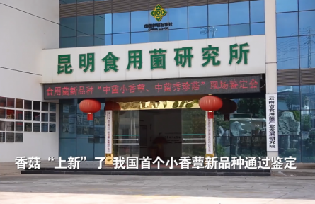 香菇“上新”了！我國首個小香蕈新品種通過鑒定