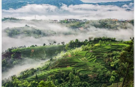 茶香起處：福建的山、海與人間