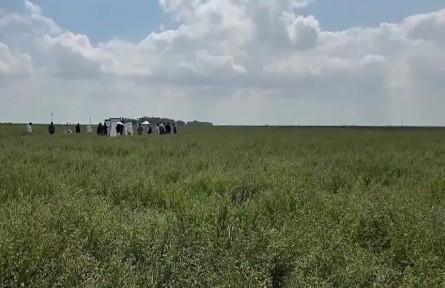 寧夏科研新突破：苜蓿切葉蜂技術破解草種業(yè)“卡脖子”難題