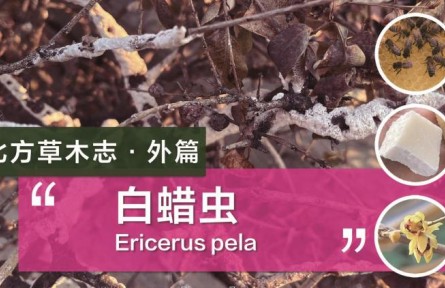 除了蜜蜂，這種蟲子的分泌物也可以制作蠟燭！