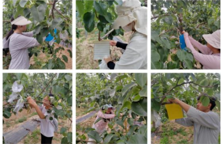 品牌手記⑨：走進隰縣梨園：玉露香梨的技術(shù)與故事——公費農(nóng)科生的見聞