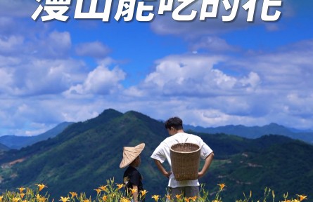 豐收的季節(jié)，那一年種下的黃花菜盛開了