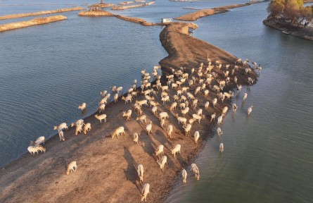 從39頭增至8500余頭！中國復壯全球最大麋鹿基因庫