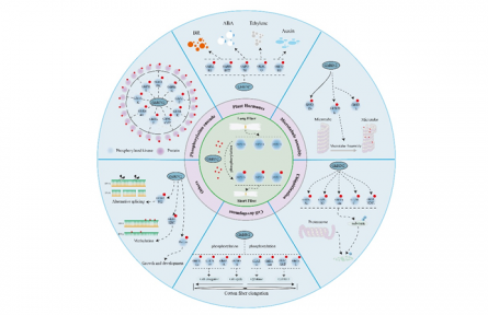 蛋白激酶調(diào)控棉花纖維伸長(zhǎng)