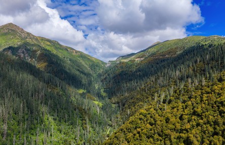科技名詞|森林線 forest line，forest limit