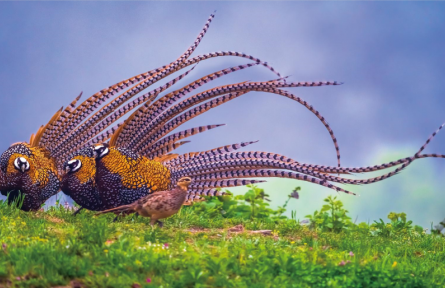 從“白冠長尾雉之鄉(xiāng)”管窺觀鳥熱