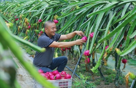 縣融記者：“大棚經(jīng)濟”助農(nóng)增收