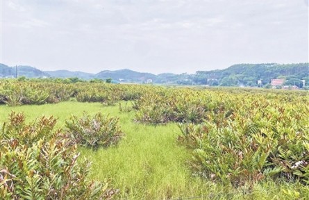 廣西鹽堿地治理“樣板”將落地非洲莫桑比克