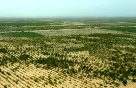 從鎖邊到擴(kuò)邊 新疆繪就綠染黃沙新畫卷