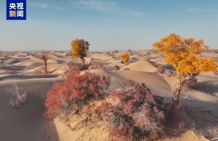 助力人工造林 我國首次實現(xiàn)胡楊苗雌雄鑒定