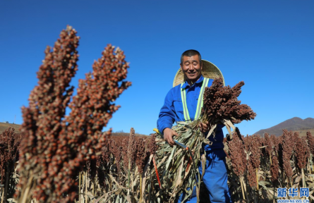 內蒙古呼倫貝爾：高粱“紅” 糧袋“豐”