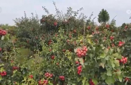 山楂紅、蘋果甜、紫菜鮮 看金秋中國豐收圖景