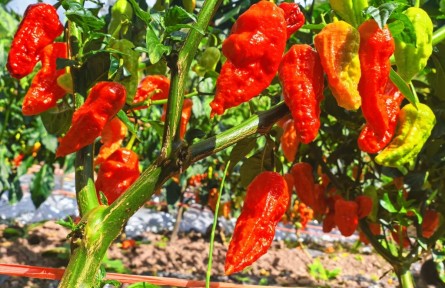 云南大理劍川：辣椒滿(mǎn)枝促增收 特色產(chǎn)業(yè)助振興