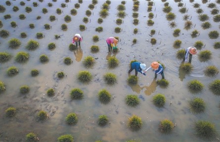 為育種，科學家給野生稻“理發(fā)”